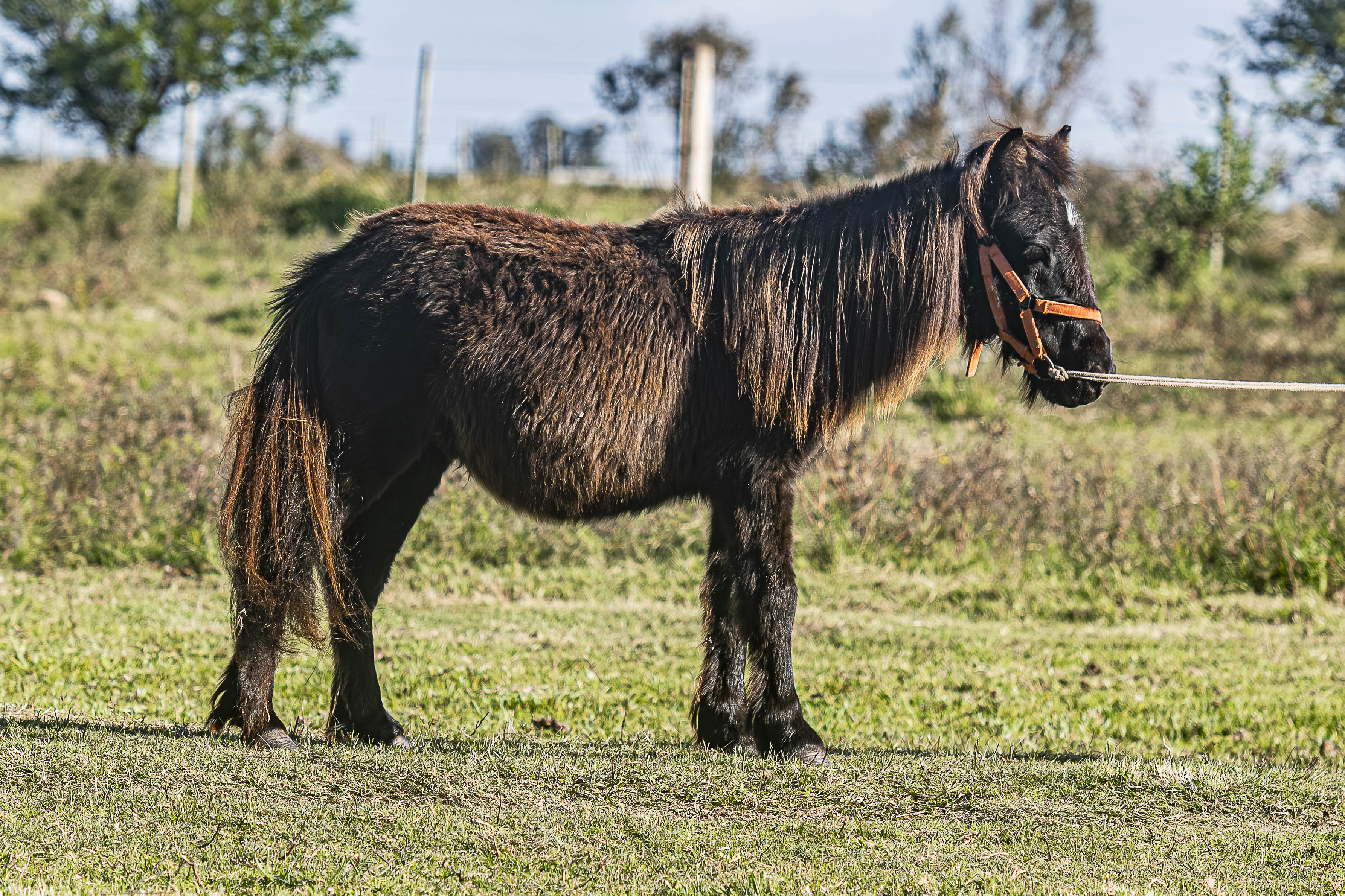 Potrillo Gen 2024 SHR Pacifico - Cabaña SHR Poni Shetland Uruguay
